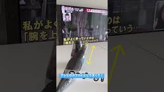 【オカメインコ】テレビのカラスにビビりまくりのこじろう！ #parakeet #オカメインコ #calopsita #cockatiel #parrot #shorts