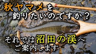 沼田の渓流へご案内／秋ヤマメを求めて／片品川支流でフライフィッシング