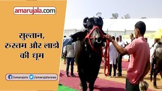 Watch International Cattle Fair In Dehradun