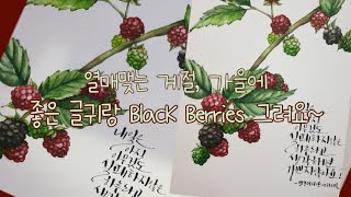 (초보 수채화  - 수채캘리그라피) 빨강머리 앤이 한 말과 함께 열매맺는 가을, Black Berry그리기.