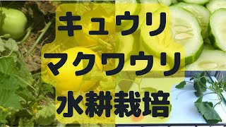 【野菜の水耕栽培】きゅうりとマクワウリの水耕栽培のやり方