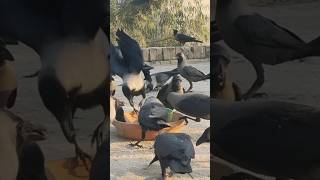 大きなカラスが餌を見つけようと鳴くカラス 怒ったカラスの怒りと音 鳥と動物の音 #動物の鳴き声 #鳥 #鳥の鳴き声 #カラスの鳴き声 #ショートパンツ