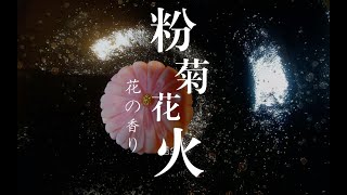 日式糕点|和菓子制作   粉菊               【浥尘和果子】