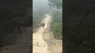 Today's pic of palitana, lion at giriraj..towrds gethi side..20/08/2022 #viral #shorts #palitana