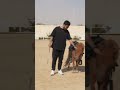 خيل طفرة جينية 🐴🥹