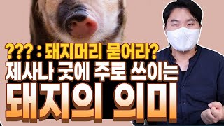 돼지머리를 묻는다는 건 어떤 의미일까? 제사나 굿에 주로 쓰이는 돼지의 의미는?  [#아이칭타로]