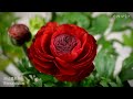 라넌큘러스 꽃피는 모습 ranunculus 개화