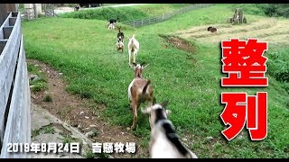 ヤギの放牧　一直線に牧場へ駆けていくヤギたち　吉懸牧場　2019年8月24日 Goat running