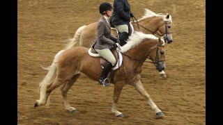 Waltzing William SGH Highlights Haflinger National Show 2018