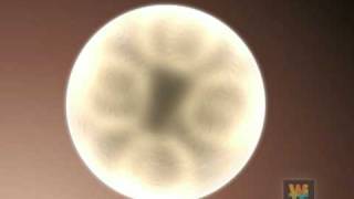 Embryonic stem cell animation