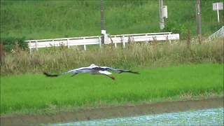 コウノトリ ひかる君の夕食　渡良瀬遊水地