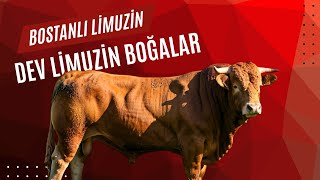 DEV LİMUZİN BOĞALAR