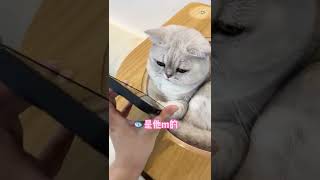 【喵才是灯泡】听说猫咪都认为主人出门是去打猎了，我也让我家猫崇拜一下