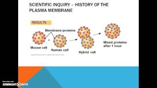 Ch. 7 - Membrane Structure and Function Part 1