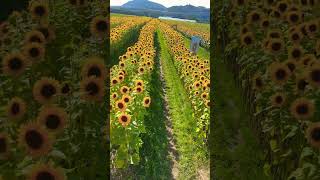 Sunny flowers 💐 😲😍 #sunflower #festival #abbotsford  #britishcolumbia  #canada #flowers #nature