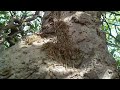 बाप रे साडेतीनशे वर्षांचे झाड oldest tree in pune पांढरा चाफा @naturewithshri