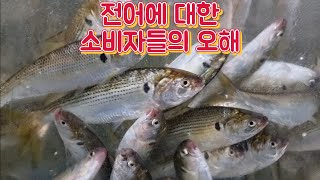 전어에 대한 오해와 진실. 전어 피를 완벽하게 빼서 워터에이징방법으로 배송해 드립니다.