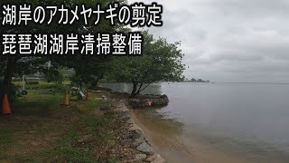 湖岸のアカメヤナギの剪定 琵琶湖湖岸清掃整備