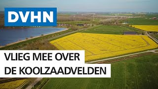 Koolzaad bloeit, en geeft Groningen kleurrijke aanblik