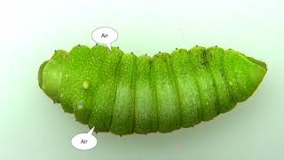 Sound-producing mechanism of squeaking silkmoth larvae / ウスタビガ幼虫の発音機構