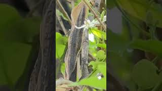 काळा कुडा Wrightia tinctoria ..Beautiful flowers \u0026 pods.. medicinal native (India)tree