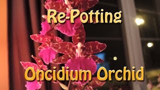 Repotting an Oncidium Orchid - Dancing Ladies