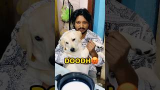 Pogo Sara Doodh Pee Gya😡😡 #shorts #vlog #minivlog #doglover #milk