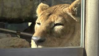 🦁年はとっても百獣の王の妻サクラさん💕😊(王子動物園)