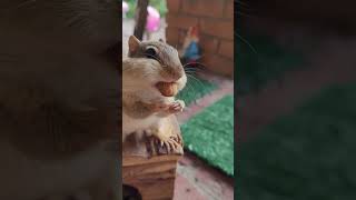 adorable chipmunk throws away almond and Squirrel takes a peanut!  chipmunk only wants hazelnuts ha