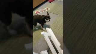 認知症犬とのふれあい