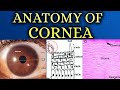 ANATOMY OF CORNEA made easy