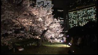 HD 桜の季節 2008