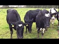 15 British/Irish Friesian In Calf Heifers