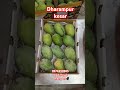 dharampur kesar mango 2024 mango kesar talala alphanso kesarmango gondalyard aam