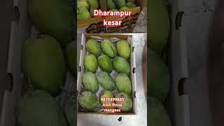 dharampur kesar mango 2024 #mango #kesar #talala #alphanso #kesarmango #gondalyard #aam