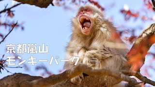 『日本の野生動物 VOL.3』京都嵐山モンキーパークのサルちゃん【KYOTO　JAPAN】