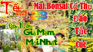 Quá Đẹp Mai cổ thụ Bonsai Tắc Đào Cúc Kim  Cương giá MỀM từ 3 Miền tại công viẻn Lê Văn Tám