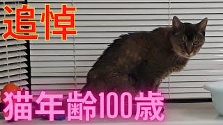 【追悼】 猫年齢100歳 最後のお別れ