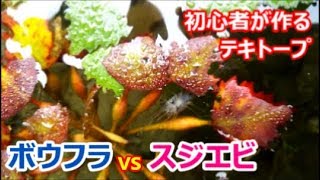 ビオトープのボウフラ対策☆ メダカに負けないスジエビの捕食能力を検証！【メダカのバックアッパー編】初心者が作るプラ舟ビオトープ⑪