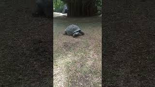 🥹🐢Giant Tortoise Meets Kid For The First Time 🥹🐢| Learn About Wild Animals #shorts #shortsfeed