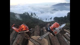 Stihl Ms 462 vs Husqvarna 572 XP