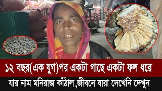 ১২ বছর(এক যুগ)পর একটা গাছে একটা ফল ধরে,যার নাম মনিরাজ কাঁঠাল,জীবনে যারা দেখেনি দেখুন