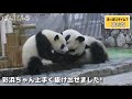 良浜🐼🌹お母さんにハンゲキ💗彩浜🐼🌈ちゃんモフモフ😜お腹が減っておっぱいタイム😍 ジャイアントパンダ アドベンチャーワールド ぱんだふる動画 animalvideo giantpanda