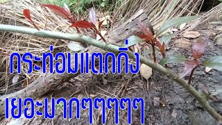 กระท่อมแตกกิ่งเยอะมาก #วิธีทำให้กระท่อมแตกกิ่งใหม่ @ZoonZamZay2519