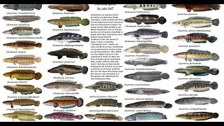 🔵MENGENAL NAMA - NAMA IKAN CHANNA / IKAN GABUS