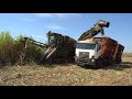 xxl sugar cane harvest in brazil — farming in south america