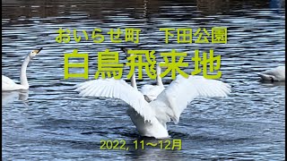 【青森】隠れた名所/白鳥飛来地/おいらせ町Vlog