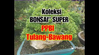 BONSAI Tulang-Bawang || PPBI Gelar Kumpul Bareng Dengan Para Pecinta Bonsai