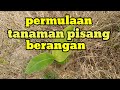 Tanaman pisang berangan langkah pertama/cara tanaman sesuai untuk pokok cepat besar