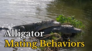 Surprising Facts about Alligators’ Mating Behaviors | Real Mating Footages